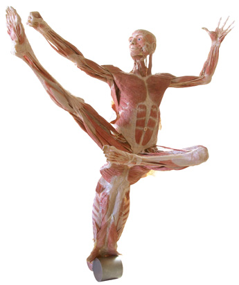 bodyworlds.jpg