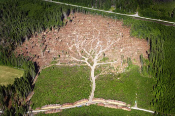 trees345.jpg